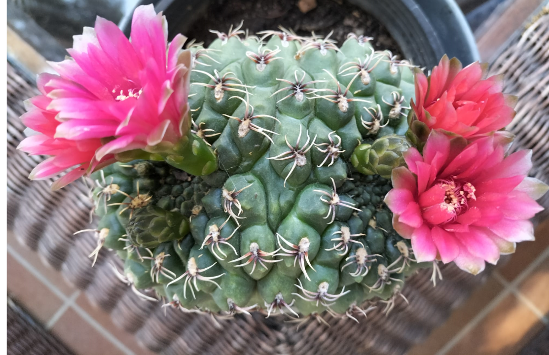 cactus flor