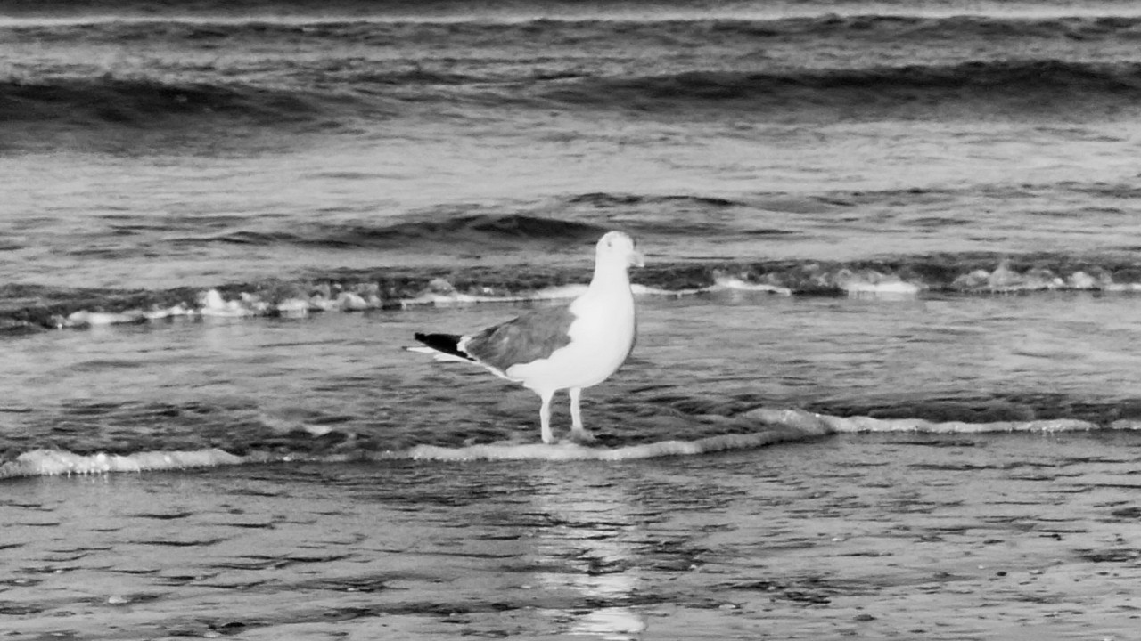 pájaro