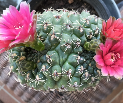 cactus flor