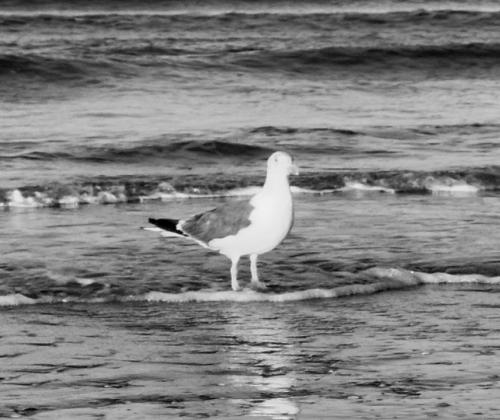 pájaro